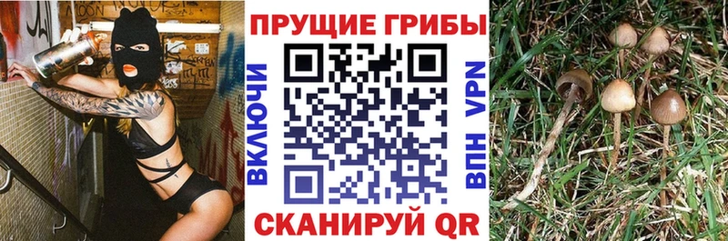 кракен зеркало  Иноземцево  Псилоцибиновые грибы Psilocybine cubensis 